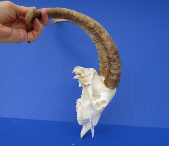 South African Angora Goat Skull with 21 inches Horns