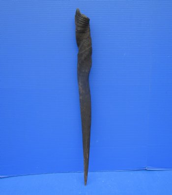26 inches Female Cow Eland Horn (24-1/4" Straight)