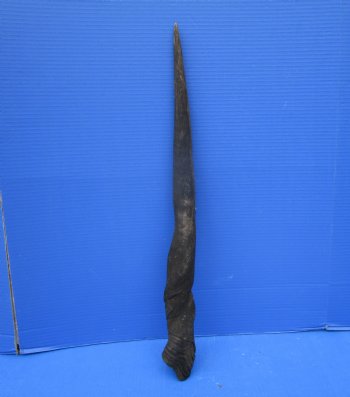 26 inches Female Cow Eland Horn (24-1/4" Straight)