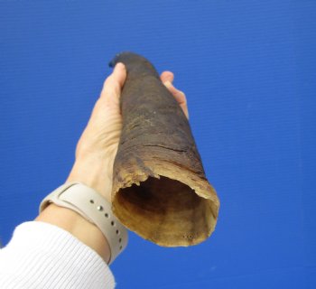 Female Cow Eland Horn, 24-3/4 inches 