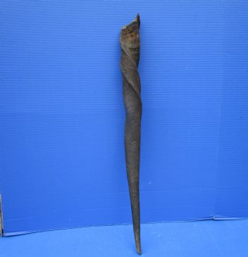 Female Cow Eland Horn, 26-3/4 inches 