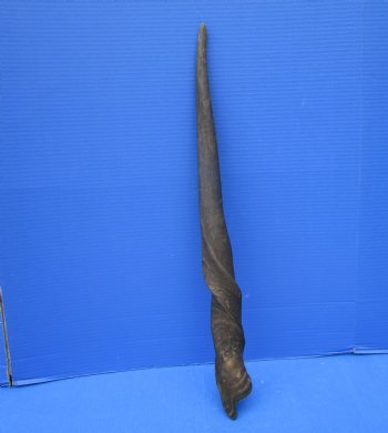 Female Cow Eland Horn, 26-3/4 inches 