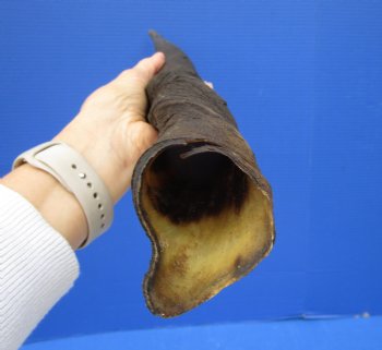 Female Cow Eland Horn, 26-3/4 inches 