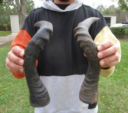 Two Red Hartebeest Horns, 17 and 17-1/2 inches