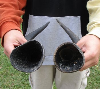 Two Red Hartebeest Horns, 17 and 17-1/2 inches