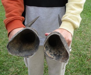 Two Male Red Hartebeest Horns, 19 and 21-1/4 inches