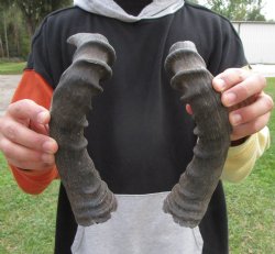 Two Red Hartebeest Horns, 16-1/2 inches