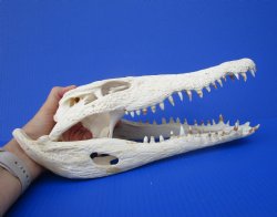 Large Nile Crocodile Skull, 14 inches (CITES 263852)