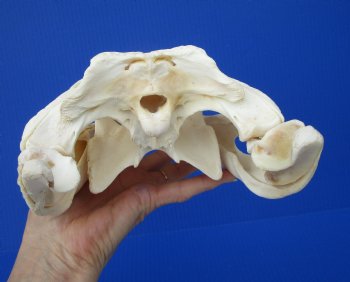 Large Nile Crocodile Skull, 14 inches (CITES 263852)