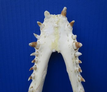 Large Nile Crocodile Skull, 14 inches (CITES 263852)