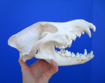 Alaskan Gray Wolf Skull, 10-1/2 by 5-1/2 inches (Delivery Signature Required)
