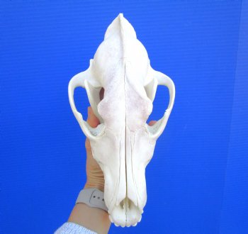 Alaskan Gray Wolf Skull, 10-1/2 by 5-1/2 inches (Delivery Signature Required)