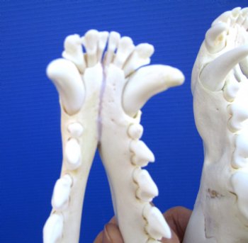 Alaskan Gray Wolf Skull, 10-1/2 by 5-1/2 inches (Delivery Signature Required)