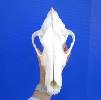 Alaskan Gray Wolf Skull, 10-1/4 by 5-1/2 inches  (Delivery Signature Required)