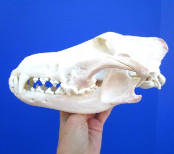 Alaskan Gray Wolf Skull, 10-1/4 by 5-1/2 inches  (Delivery Signature Required)