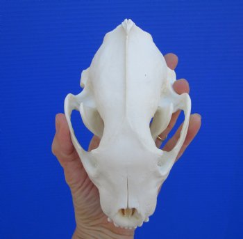 Alaskan Wolverine Skull, 6-1/4 x 3-7/8 inches