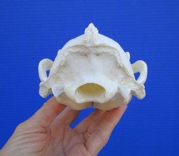 Alaskan Wolverine Skull, 6-1/4 x 3-7/8 inches