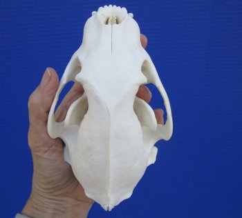 Alaskan Wolverine Skull, 6-1/4 x 3-7/8 inches