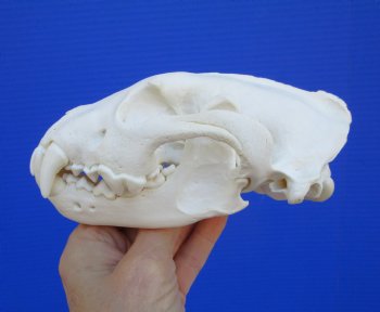 Alaskan Wolverine Skull, 6-1/4 x 3-7/8 inches