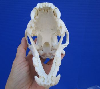 Alaskan Wolverine Skull, 6-1/4 x 3-7/8 inches