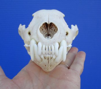Alaskan Wolverine Skull, 5-7/8 x 3-3/4 inches