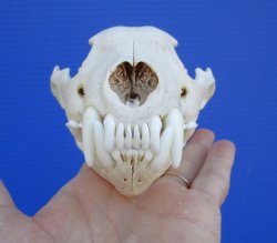 Alaskan Wolverine Skull, 5-7/8 x 3-3/4 inches