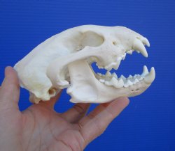 Wolverine Skull