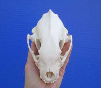 Alaskan Wolverine Skull, 5-7/8 x 3-3/4 inches