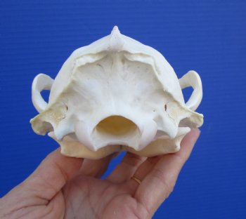 Alaskan Wolverine Skull, 5-7/8 x 3-3/4 inches