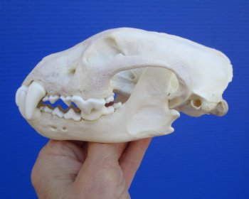 Alaskan Wolverine Skull, 5-7/8 x 3-3/4 inches