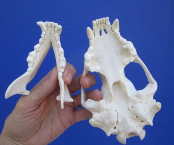 Alaskan Wolverine Skull, 5-7/8 x 3-3/4 inches