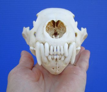 Authentic Alaskan Wolverine Skull, 6-1/4 by 3-7/8 inches