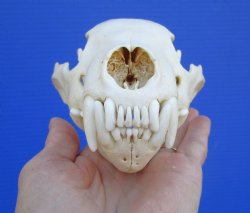 Authentic Alaskan Wolverine Skull, 6-1/4 by 3-7/8 inches