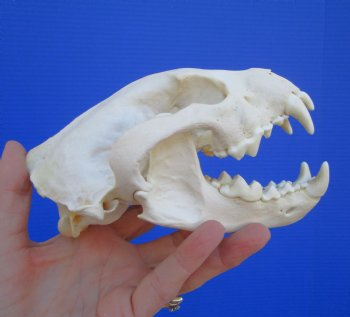 Authentic Alaskan Wolverine Skull, 6-1/4 by 3-7/8 inches