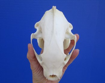 Authentic Alaskan Wolverine Skull, 6-1/4 by 3-7/8 inches