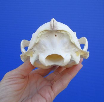 Authentic Alaskan Wolverine Skull, 6-1/4 by 3-7/8 inches