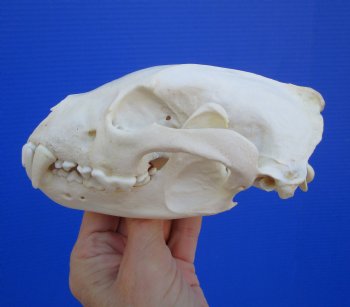 Authentic Alaskan Wolverine Skull, 6-1/4 by 3-7/8 inches