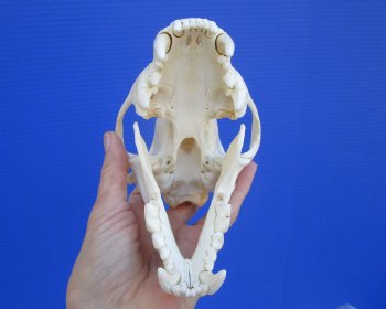 Authentic Alaskan Wolverine Skull, 6-1/4 by 3-7/8 inches