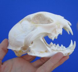 Lynx Skull