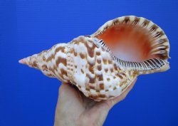 9-7/8 inches Atlantic Triton Trumpet Shell 