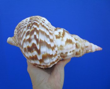 9-7/8 inches Atlantic Triton Trumpet Shell 