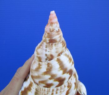 9-7/8 inches Atlantic Triton Trumpet Shell 