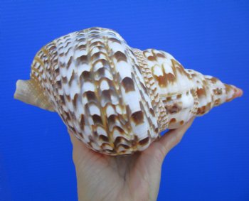 9-1/2 inches Atlantic Triton Trumpet Shell 