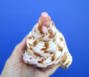 9-1/2 inches Atlantic Triton Trumpet Shell 