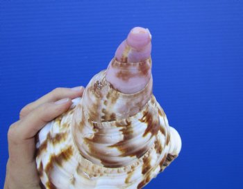 9-7/8 inches Atlantic Triton Trumpet Shell 