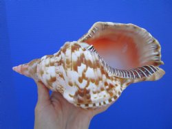 9-1/4 inches Atlant...