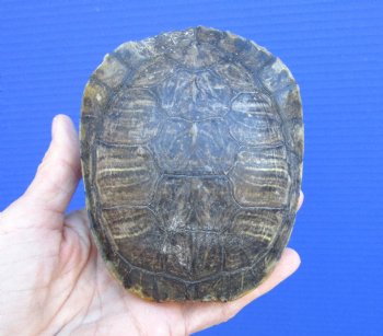 4-1/2 x 3-3/4 inches Red Eared Slider Turtle Shell