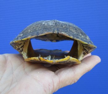 4-1/2 x 3-3/4 inches Red Eared Slider Turtle Shell