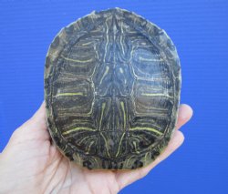 4-1/2 x 4 inches Red Eared Slider Turtle Shell