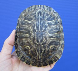 4-3/4 x 3-7/8 inches Red Eared Slider Turtle Shell